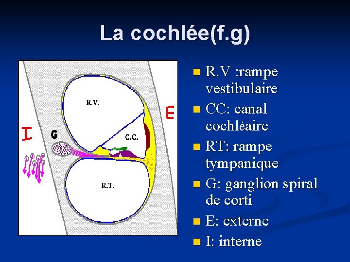 La cochlée(f. g) R. V : rampe vestibulaire n CC: canal cochléaire n RT: