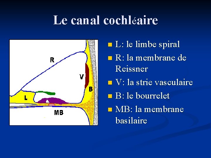Le canal cochléaire L: le limbe spiral n R: la membrane de Reissner n