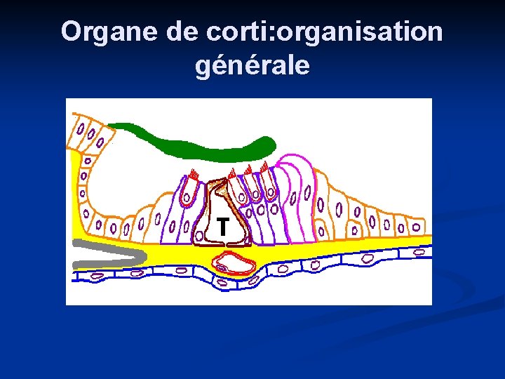 Organe de corti: organisation générale 