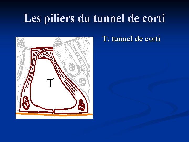 Les piliers du tunnel de corti T: tunnel de corti 