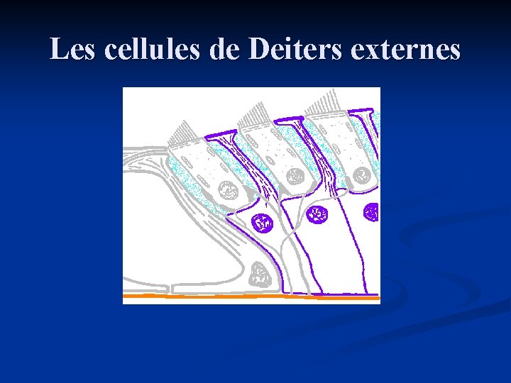 Les cellules de Deiters externes 