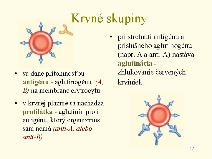 Krvné skupiny • pri stretnutí antigénu a príslušného aglutinogénu (napr. A a anti-A) nastáva