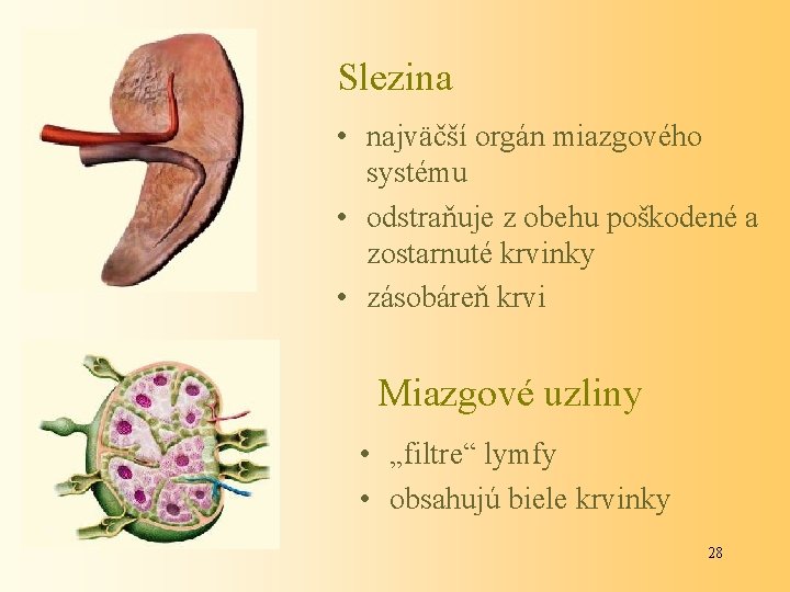 Slezina • najväčší orgán miazgového systému • odstraňuje z obehu poškodené a zostarnuté krvinky