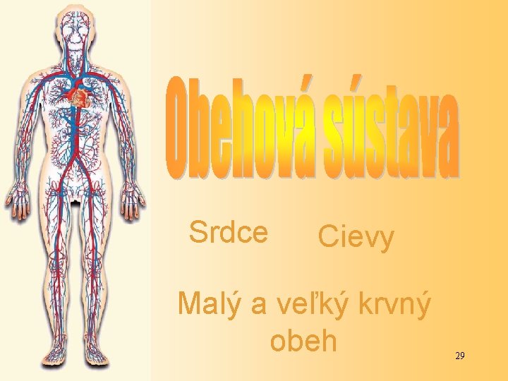 Srdce Cievy Malý a veľký krvný obeh 29 