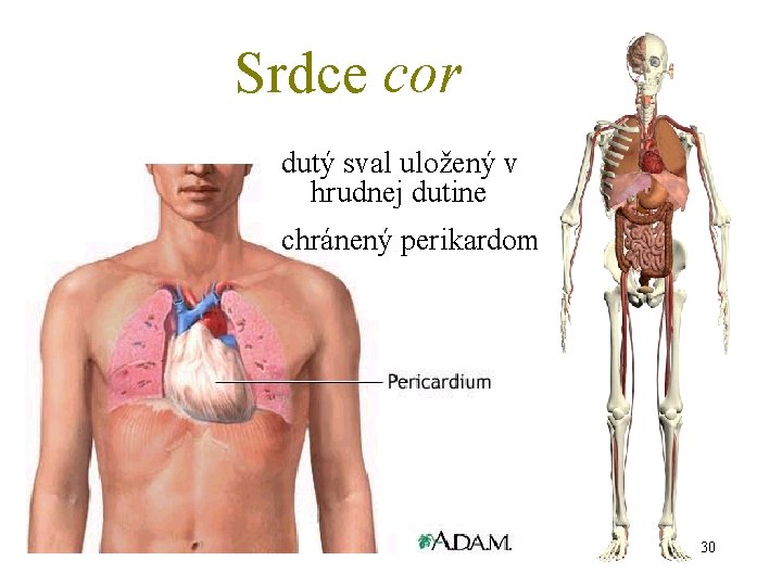 Srdce cor dutý sval uložený v hrudnej dutine chránený perikardom 30 