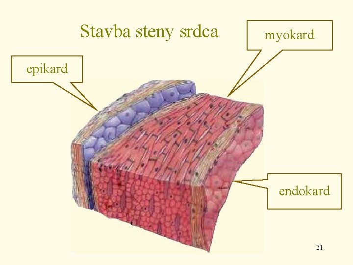 Stavba steny srdca myokard epikard endokard 31 