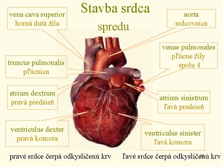 vena cava superior horná dutá žila Stavba srdca spredu truncus pulmonalis pľúcnica atrium dextrum