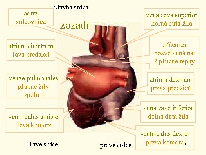 aorta srdcovnica Stavba srdca vena cava superior horná dutá žila zozadu pľúcnica rozvetvená na
