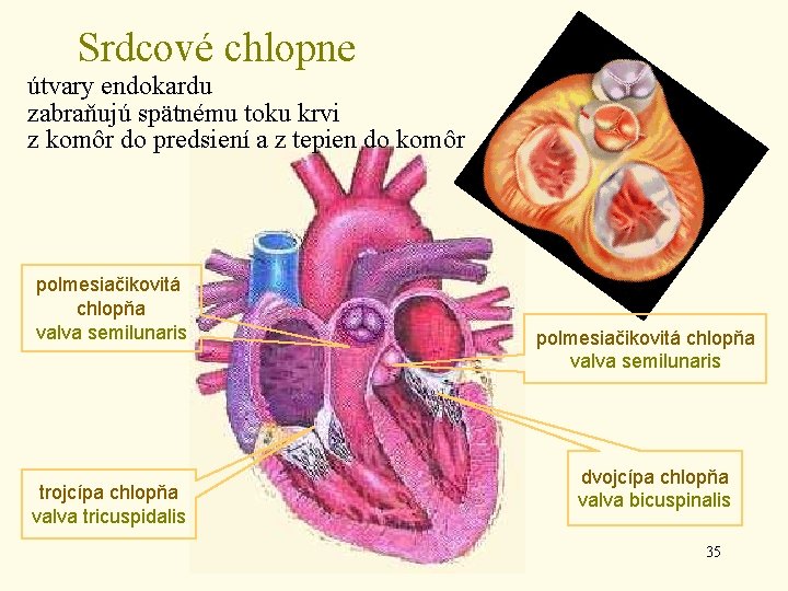 Srdcové chlopne útvary endokardu zabraňujú spätnému toku krvi z komôr do predsiení a z