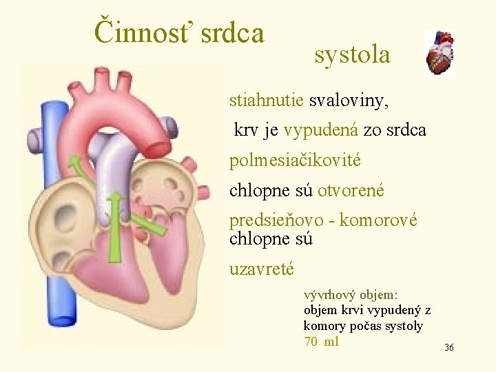 Činnosť srdca systola stiahnutie svaloviny, krv je vypudená zo srdca polmesiačikovité chlopne sú otvorené