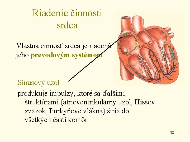 Riadenie činnosti srdca Vlastná činnosť srdca je riadená jeho prevodovým systémom Sínusový uzol produkuje