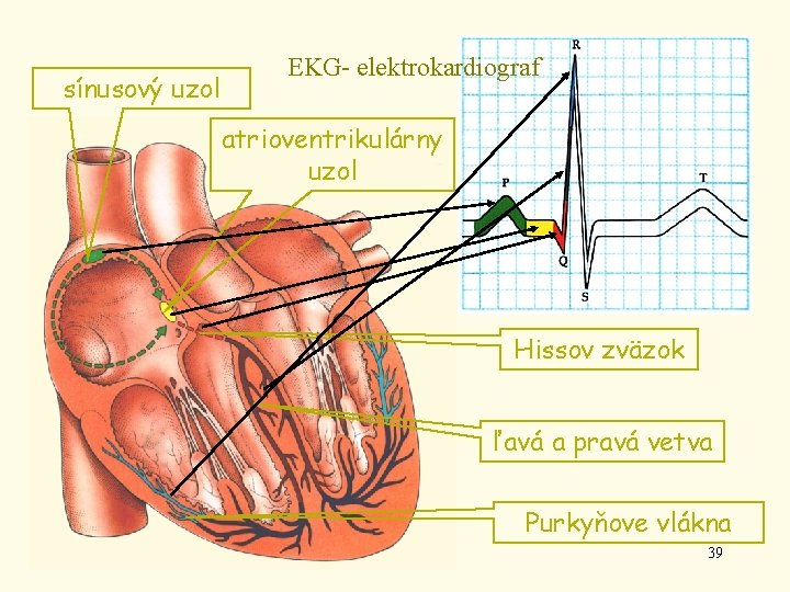 sínusový uzol EKG- elektrokardiograf atrioventrikulárny uzol Hissov zväzok ľavá a pravá vetva Purkyňove vlákna