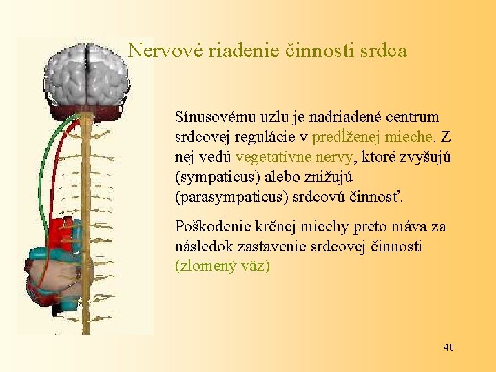 Nervové riadenie činnosti srdca Sínusovému uzlu je nadriadené centrum srdcovej regulácie v predĺženej mieche.