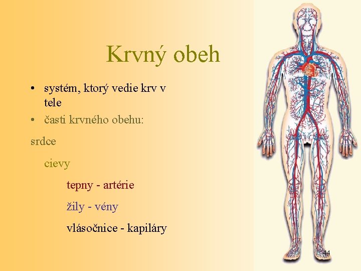 Krvný obeh • systém, ktorý vedie krv v tele • časti krvného obehu: srdce