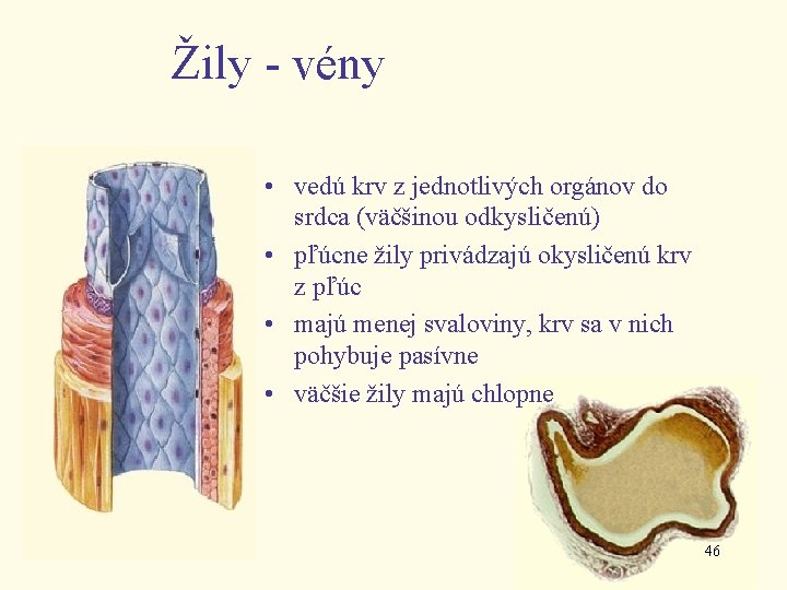 Žily - vény • vedú krv z jednotlivých orgánov do srdca (väčšinou odkysličenú) •