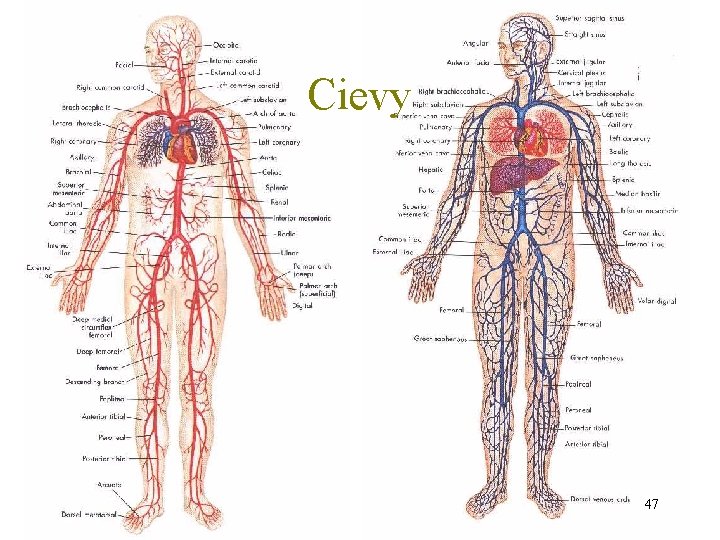 Cievy 47 