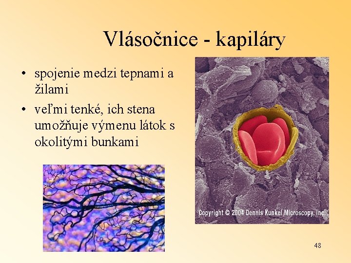 Vlásočnice - kapiláry • spojenie medzi tepnami a žilami • veľmi tenké, ich stena