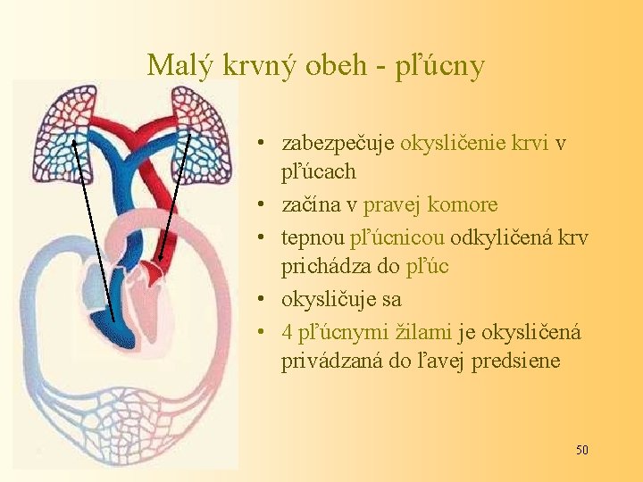 Malý krvný obeh - pľúcny • zabezpečuje okysličenie krvi v pľúcach • začína v