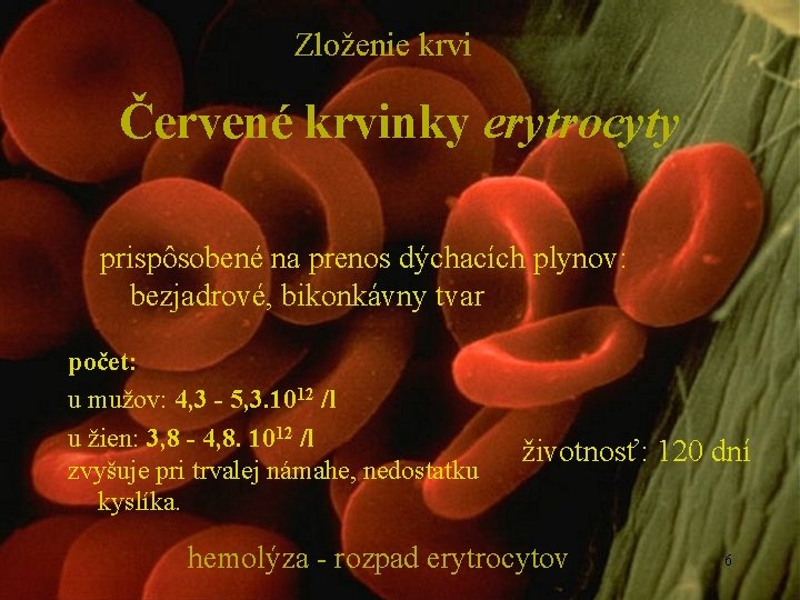 Zloženie krvi Červené krvinky erytrocyty prispôsobené na prenos dýchacích plynov: bezjadrové, bikonkávny tvar počet: