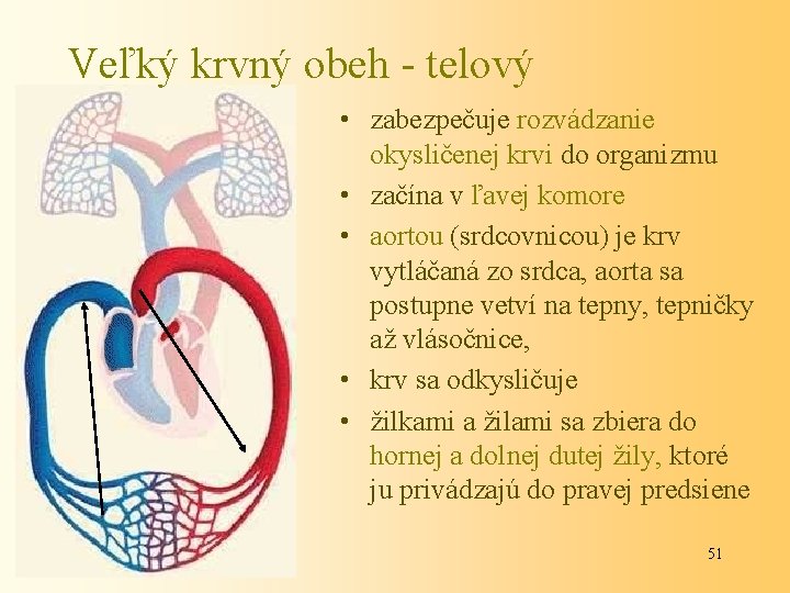 Veľký krvný obeh - telový • zabezpečuje rozvádzanie okysličenej krvi do organizmu • začína