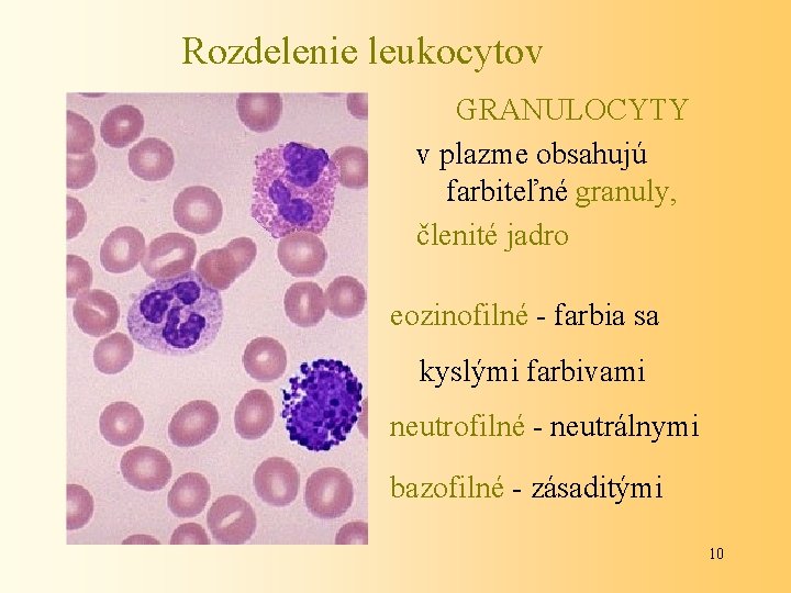 Rozdelenie leukocytov GRANULOCYTY v plazme obsahujú farbiteľné granuly, členité jadro eozinofilné - farbia sa