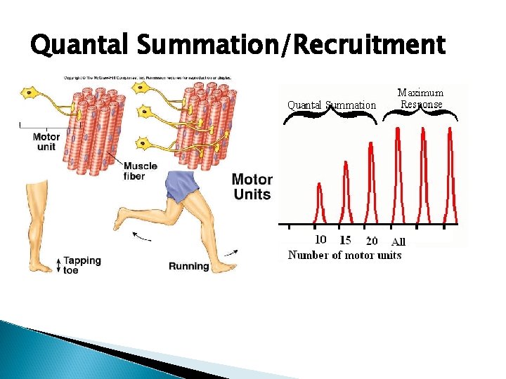 Quantal Summation/Recruitment Quantal Summation/Recruitment
