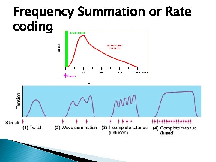 Frequency Summation or Rate coding Frequency Summation or Rate coding