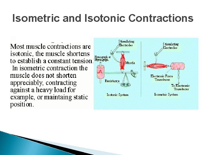 Isometric and Isotonic Contractions Isometric and Isotonic Contractions