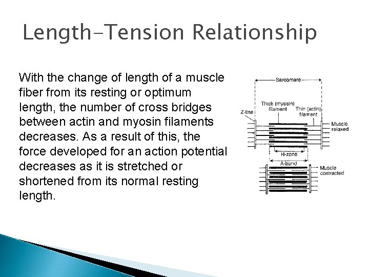 Length-Tension Relationship With the change of length of a muscle fiber from its resting Length-Tension Relationship With the change of length of a muscle fiber from its resting