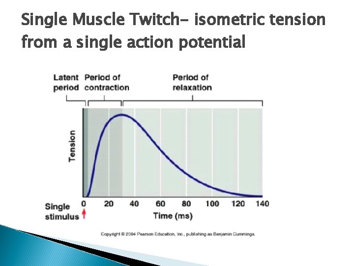 Single Muscle Twitch- isometric tension from a single action potential Single Muscle Twitch- isometric tension from a single action potential