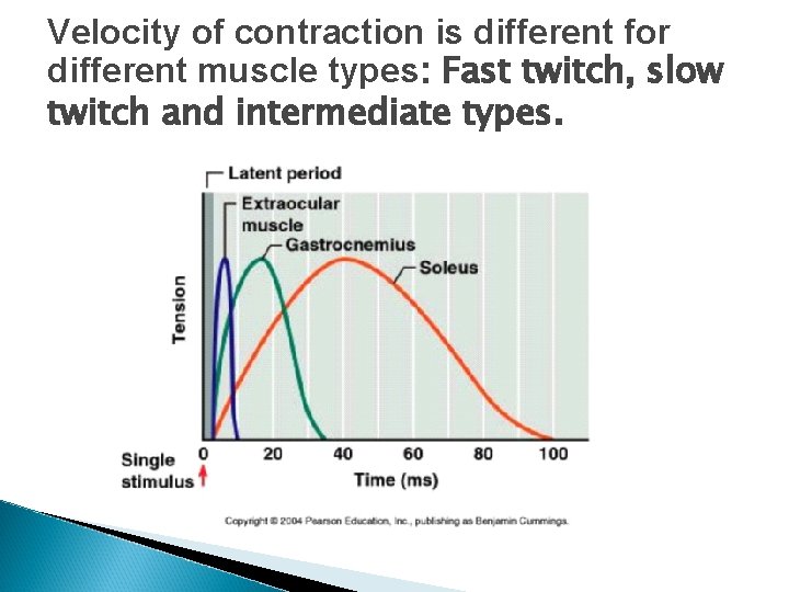 Velocity of contraction is different for different muscle types: Fast twitch, slow twitch and Velocity of contraction is different for different muscle types: Fast twitch, slow twitch and