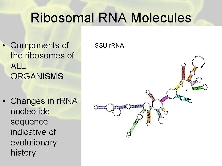 Ribosomal RNA Molecules • Components of the ribosomes of ALL ORGANISMS • Changes in