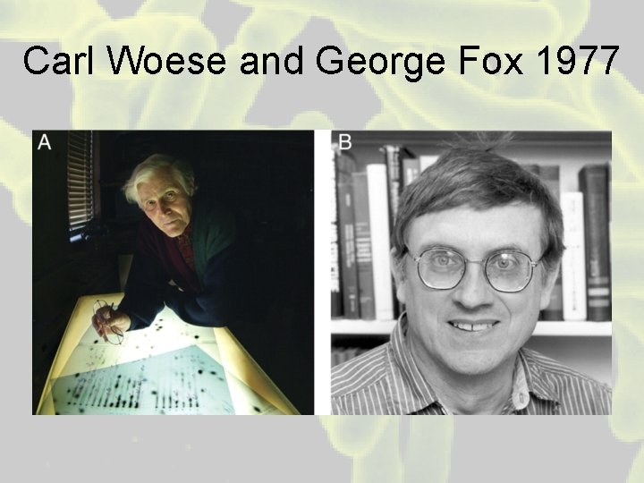 Carl Woese and George Fox 1977 