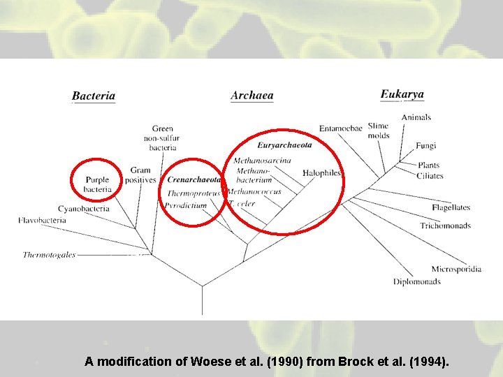 A modification of Woese et al. (1990) from Brock et al. (1994). 