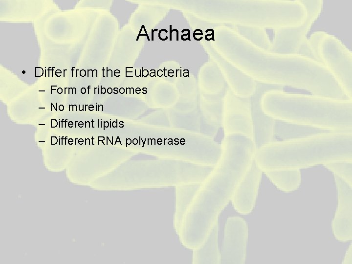 Archaea • Differ from the Eubacteria – – Form of ribosomes No murein Different