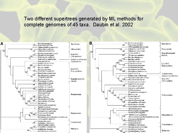 Two different supertrees generated by ML methods for complete genomes of 45 taxa. Daubin