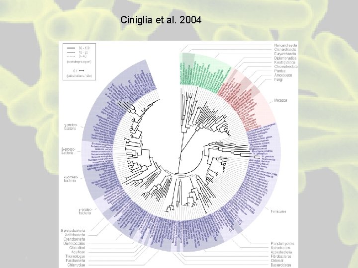 Ciniglia et al. 2004 