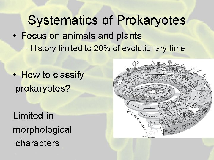 Systematics of Prokaryotes • Focus on animals and plants – History limited to 20%