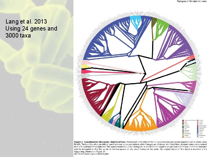 Lang et al. 2013 Using 24 genes and 3000 taxa 