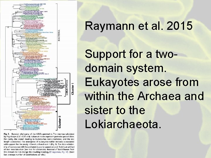 Raymann et al. 2015 Support for a twodomain system. Eukayotes arose from within the