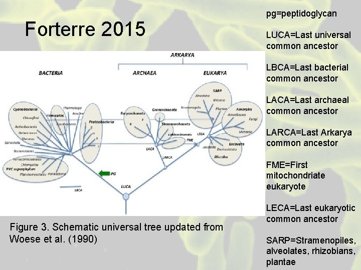 Forterre 2015 pg=peptidoglycan LUCA=Last universal common ancestor LBCA=Last bacterial common ancestor LACA=Last archaeal common