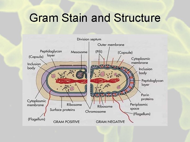 Gram Stain and Structure 