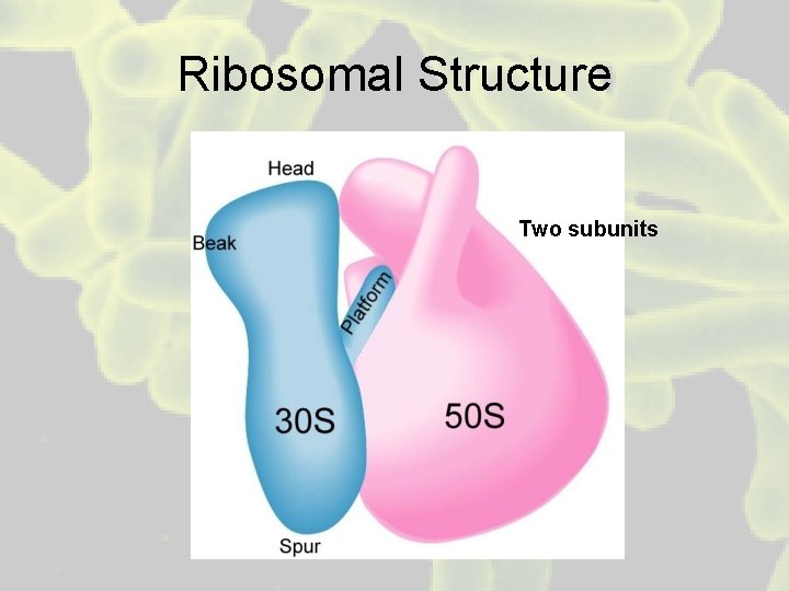Ribosomal Structure Two subunits 