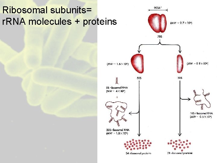 Ribosomal subunits= r. RNA molecules + proteins 