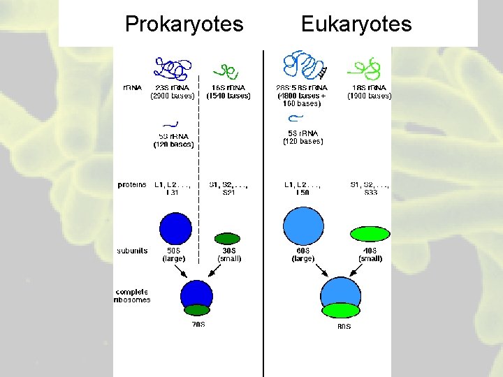 Prokaryotes Eukaryotes 