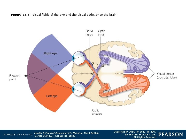 Figure 15. 3 Visual fields of the eye and the visual pathway to the