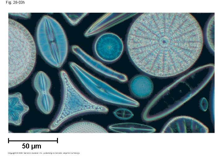 Fig. 28 -03 h 50 µm 