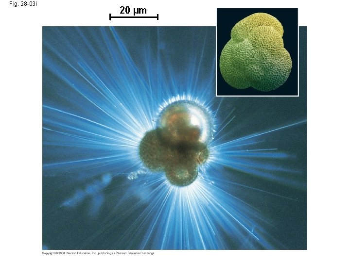 Fig. 28 -03 i 20 µm 