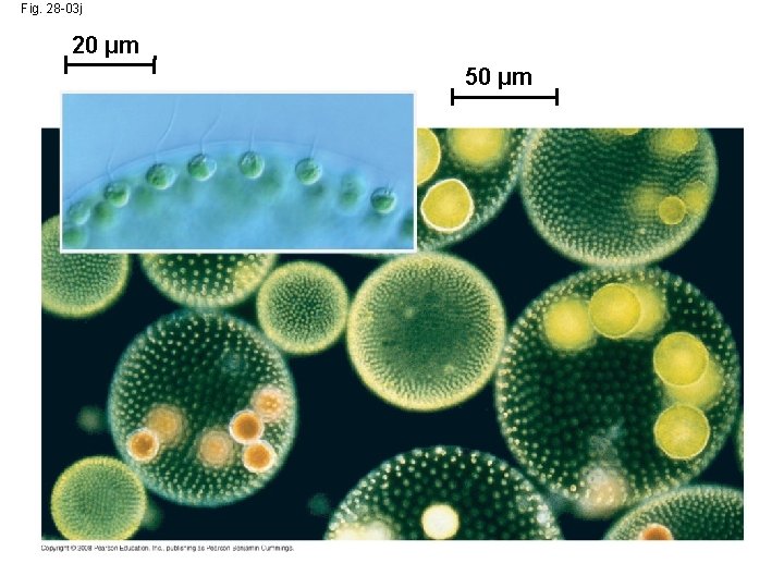 Fig. 28 -03 j 20 µm 50 µm 