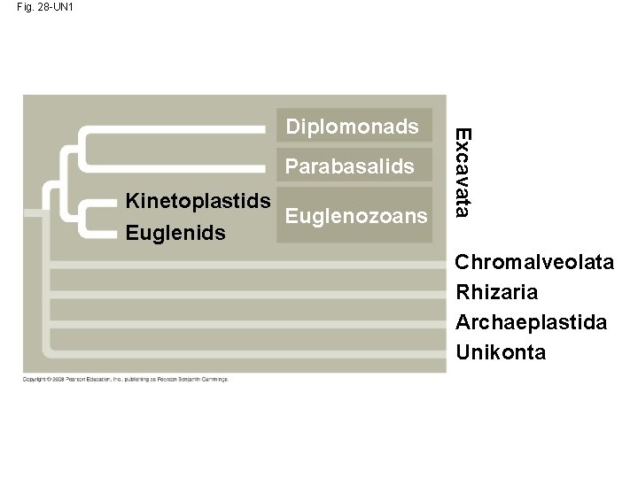 Fig. 28 -UN 1 Parabasalids Kinetoplastids Euglenozoans Euglenids Excavata Diplomonads Chromalveolata Rhizaria Archaeplastida Unikonta